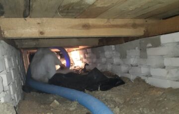 Cisza i Koniec z Kunami w Rzeszowie Klient z Rzeszowa nie mógł spać przez hałas z ulicy i "lokatorów" na strychu. Po naszej interwencji (naprawa bezinwazyjna celulozą z solami boru) w domu nastała błoga cisza, a kuny zniknęły.